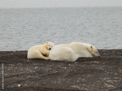 Polar bear cub resting on mother .