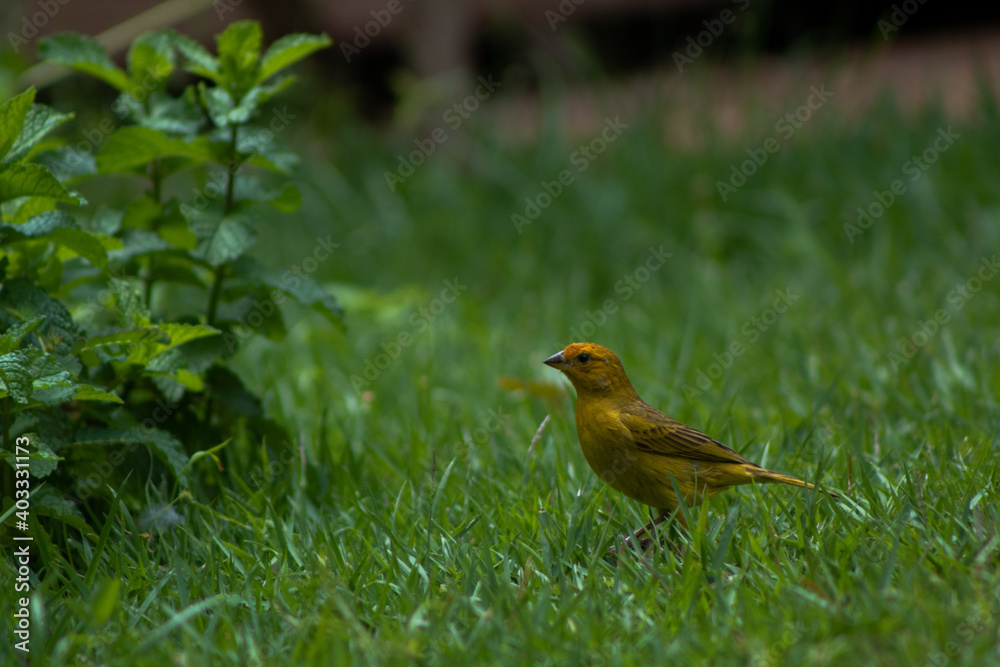 brazilian bird on the grass brazilian bird on the grass