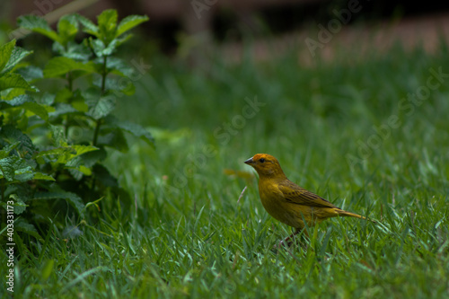 brazilian bird on the grass
