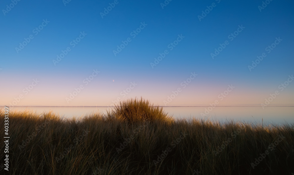 dune grass on the coastline