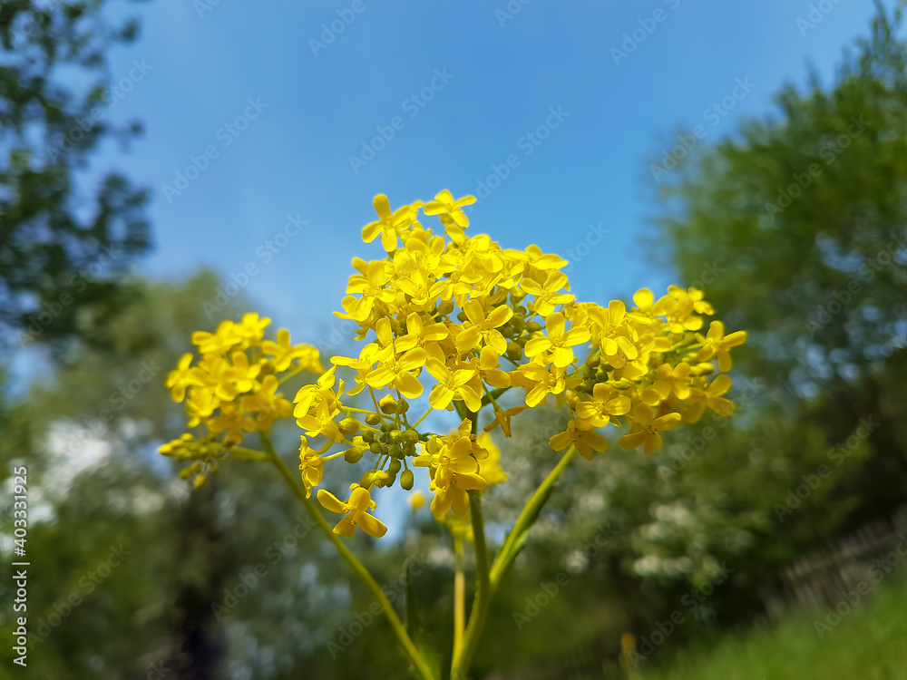 Close up of small yellow wild flower