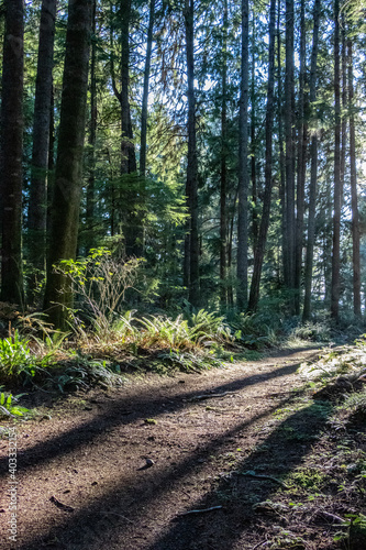 trail through the woods with sunlight streaming through the trees at French Beach Provincial Park in British Columbia, Canada
