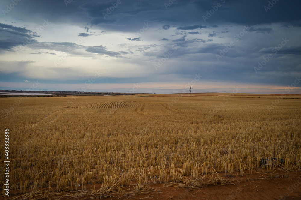 wheat belt