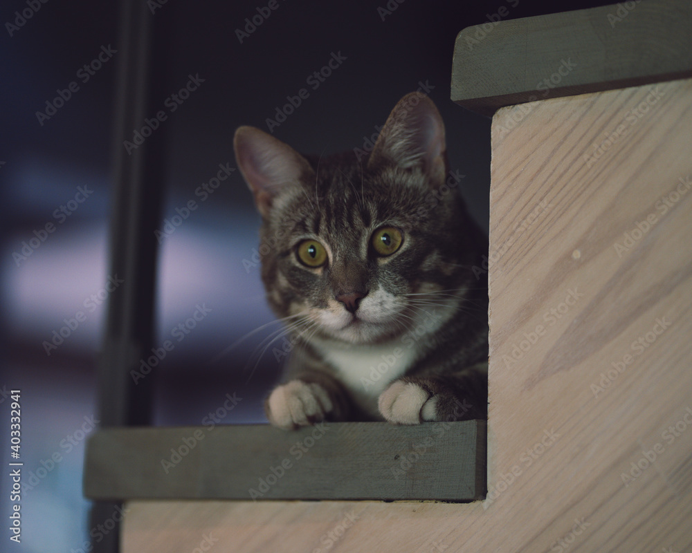 
A cute cat in a wooden house sits on the table, looks out the window. Cat and flowers