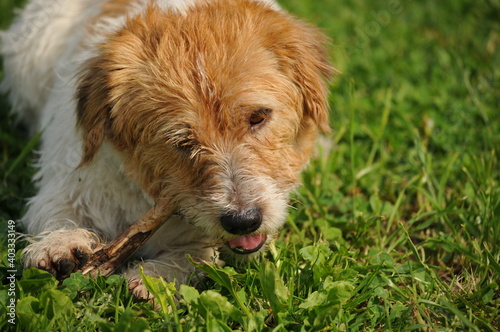 cute fluffy puppy jack russell terrier chews a stick on the grass. Outdoor games with your dog