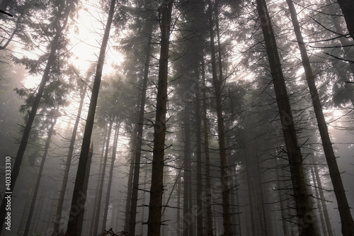 Tall conifer trees in forest on misty day in Rhoen