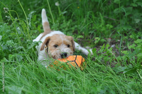 cute fluffy puppy Jack Russell Terrier lies in green grass and chews a soccer ball