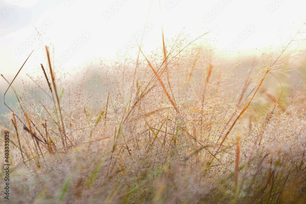 grass in the wind grass in the wind