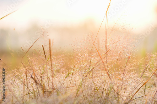 dew on the grass