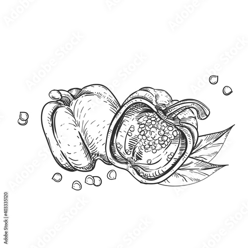 Hand drawn sketch black and white of pepper, leaf, slice, seeds. Vector illustration. Elements in graphic style label, card, sticker, menu, package. Engraved style illustration.