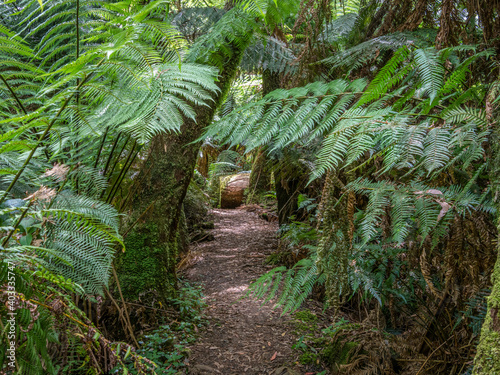 Tree Fern Path