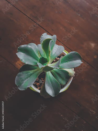 Echeveria flower, taken from high angle