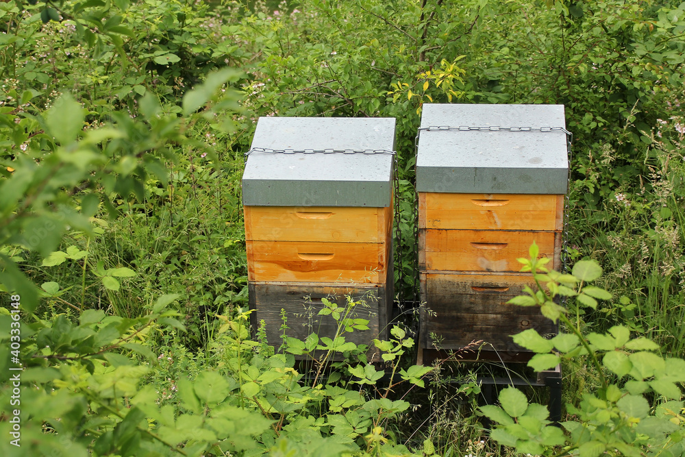 wooden boxes, beehives, apiary in the garden, the concept of creating natural honey, pollination of honey plants, ecological products, environmental protection wooden boxes, beehives, apiary in the garden, the concept of creating natural honey, pollination of honey plants, ecological products, environmental protection