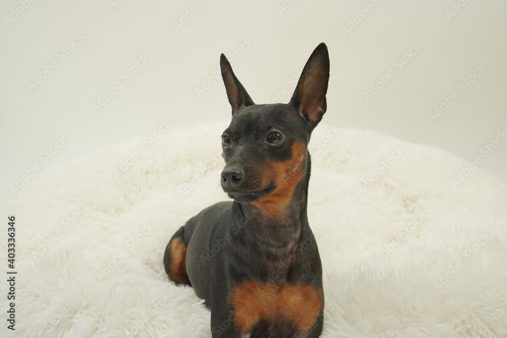 ミニチュアピンシャー 室内3 写真56 Stock Photo Adobe Stock