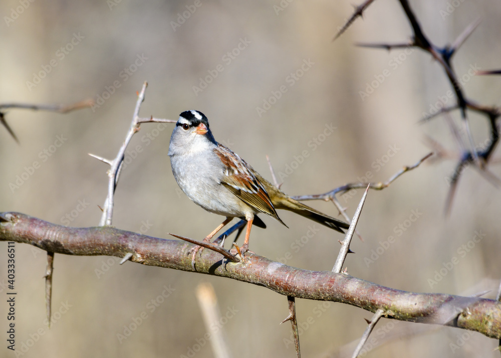 White-crowned Sparrow - Zonotrichia leucophrys