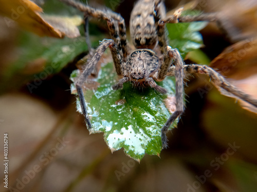 closeup macro picture of common brown spider photo