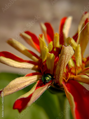 picture of green doc beetle ( gastrophysa viridula ) on profusion red zinnia