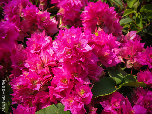 Pink Indian Bougainvillea flowers blooming