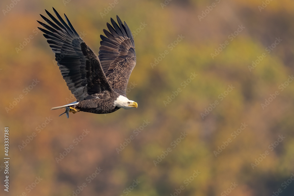 Naklejka premium Bald Eagle with a Fish in its Talons over the Susquehanna River