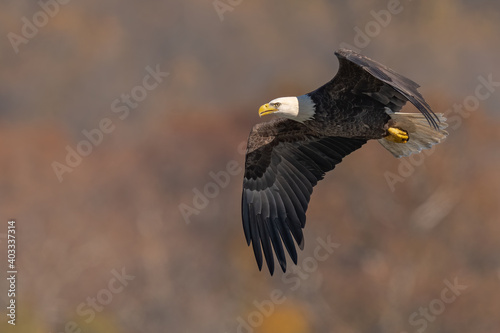  Bald Eagle Flying over the Susquehanna River photo