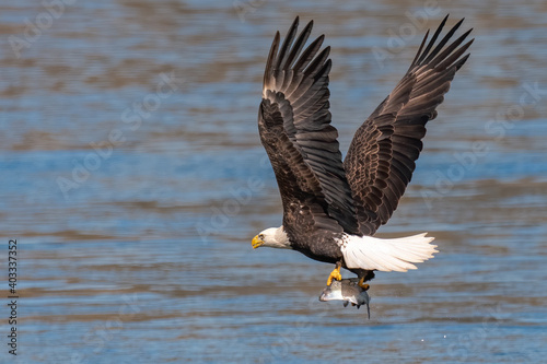 American bald eagle swooping down to grab a fish in conowingo dam
