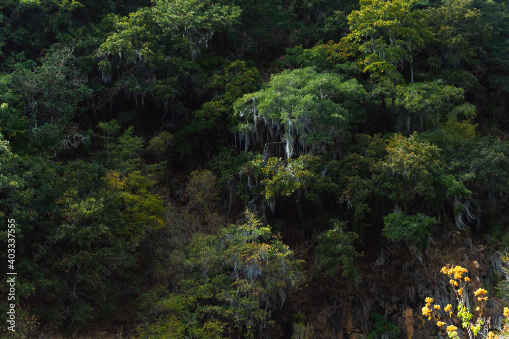 Green forest with Tillandsia landscape Green forest with Tillandsia landscape