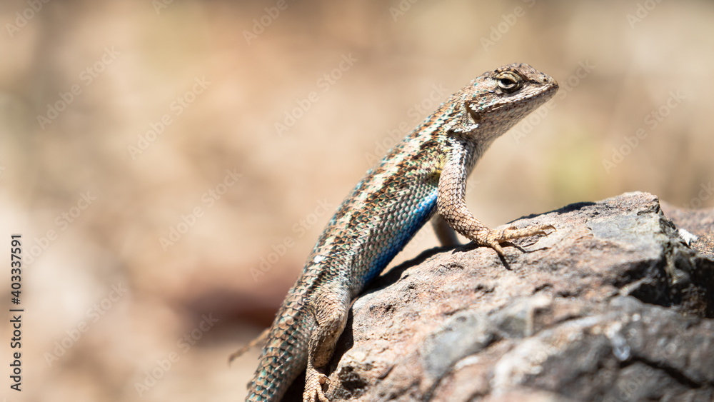 Blue Belly Lizard, Central Coast of California Wildlife Blue Belly Lizard, Central Coast of California Wildlife