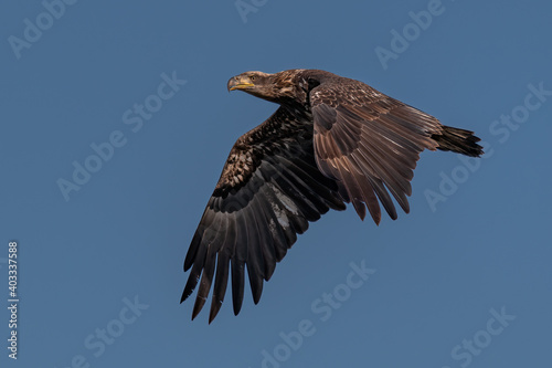 Juvenile Bald Eagle Flying in the Blue Sky over the Susquehanna River