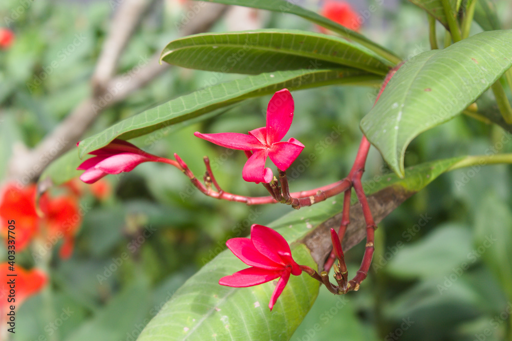 This flower called camboja has 5 petals and is red This flower called camboja has 5 petals and is red