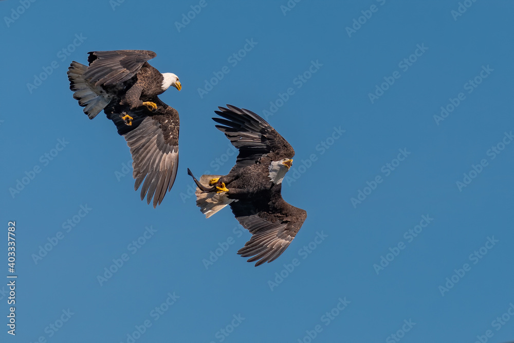 Two bald eagles fighting for a fish in the mid air, Conowingo, MD, USA