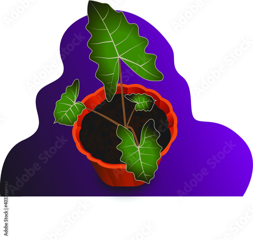 keladi or taro plants