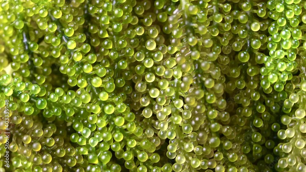 close up fresh sea grape close up fresh sea grape