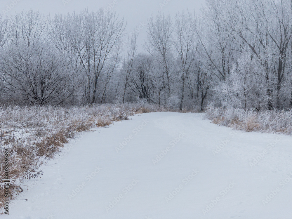 Foggy Winter Woods with Frost Covered Trees Foggy Winter Woods with Frost Covered Trees