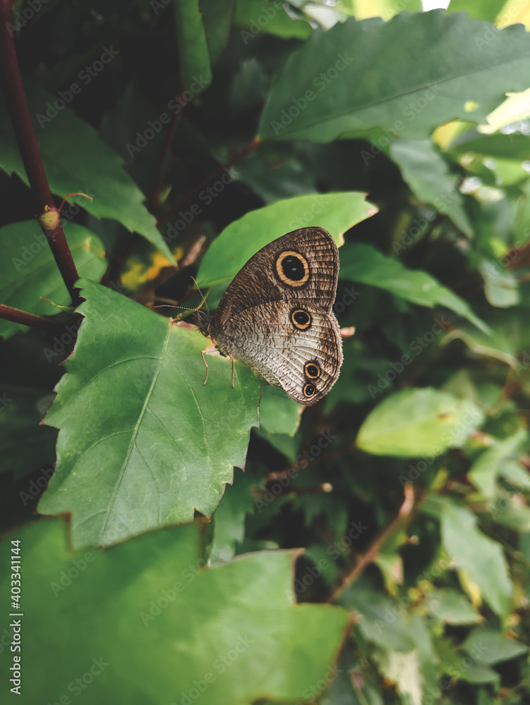 Fototapeta premium Butterfly at the Suroloyo Peak.