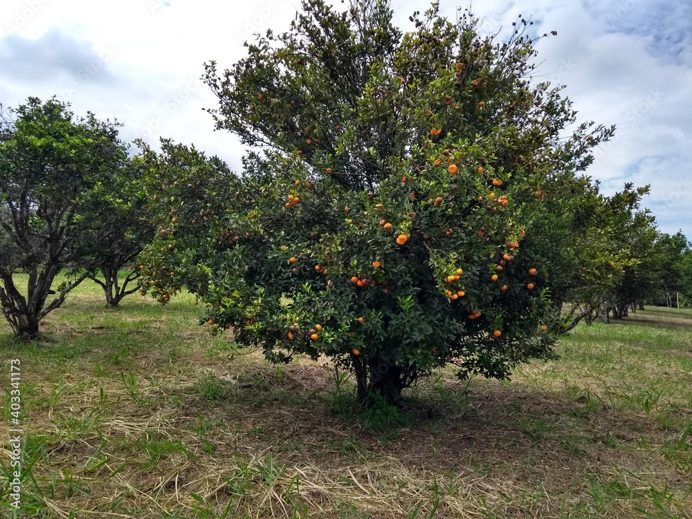 tangerine tree in harvest