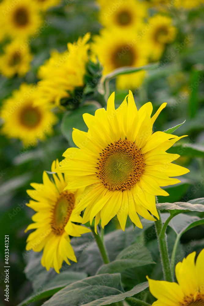 Fototapeta premium field of sunflowers