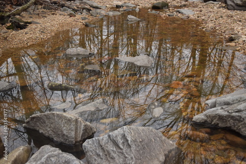 Trees reflected in a river during winter