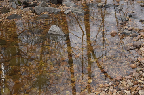 A river reflecting some barren trees