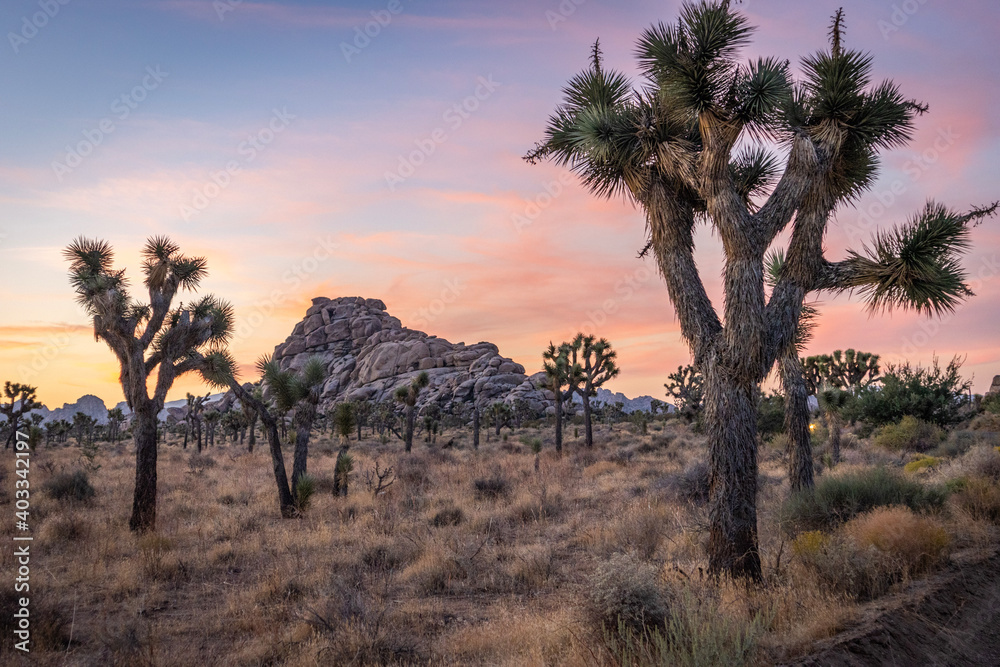 Fototapeta premium joshua tree national park
