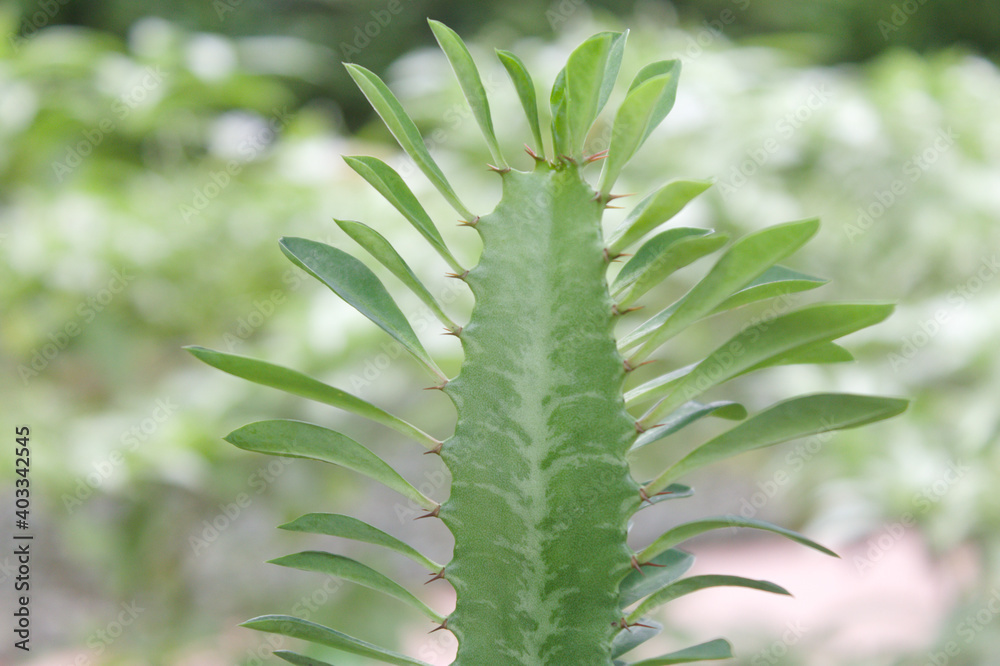 a cactus-like plant with neatly lined leaves from top to bottom a cactus-like plant with neatly lined leaves from top to bottom
