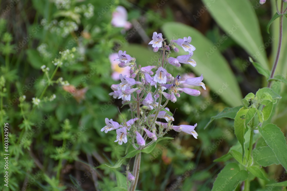 Purple clustered flowers Purple clustered flowers