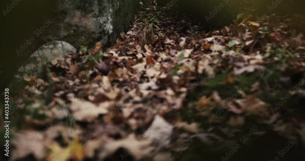 Slow-motion close of autumn color leaves and rock wall Slow-motion close of autumn color leaves and rock wall