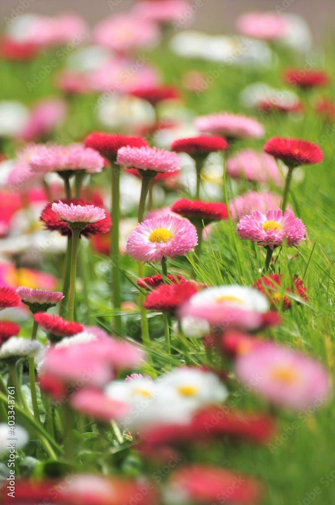 花壇の芝生から咲きているデイジーの花です