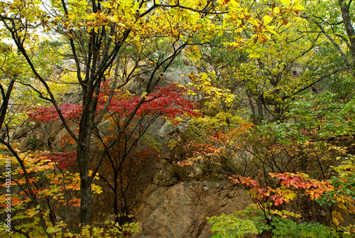 Colorful autumn foliage, South Korea