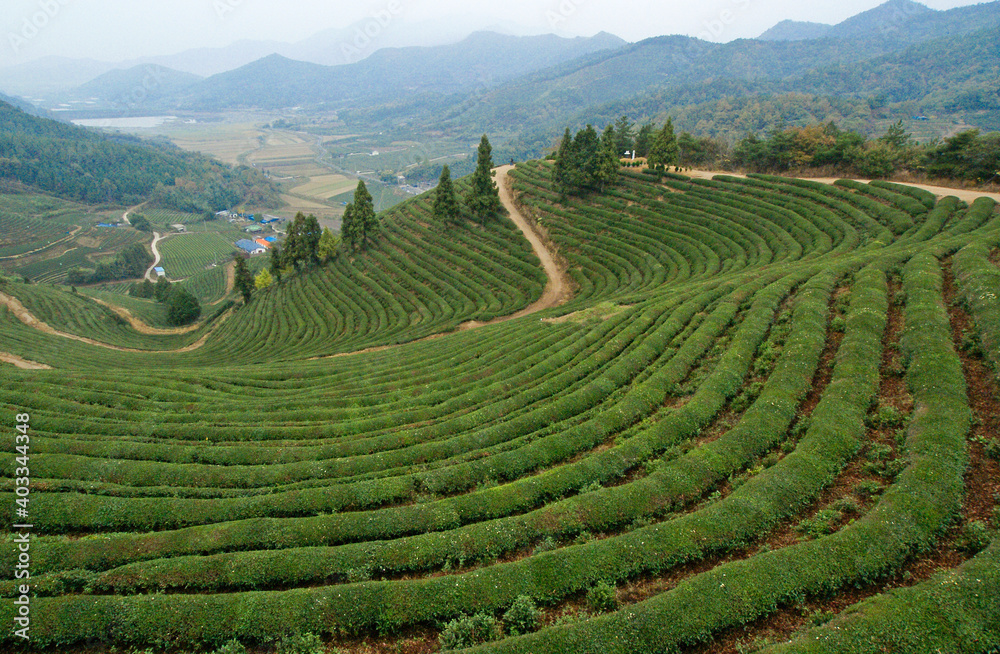 The hills south of Boseong make up South Korea’s major tea-producing area, with undulating terraces of vivid green tea bushes stretching as far as the eye can see.