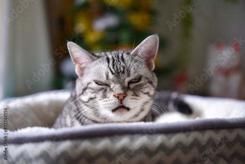 ソファーからひょっこり顔を出す猫  © ramustagram
