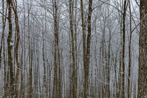 Woods landscape snow covered trees