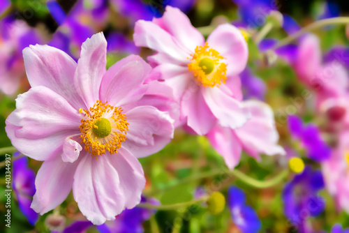 Close-up of a pink white cosmos flower o pink daisies in a colorful flower field