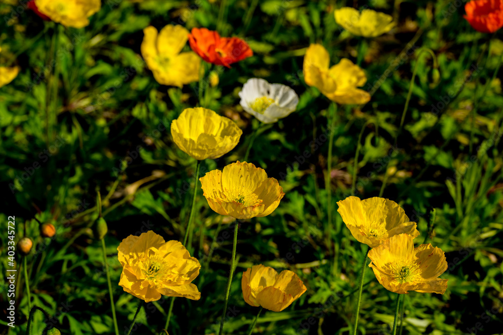 Obraz premium ポピー