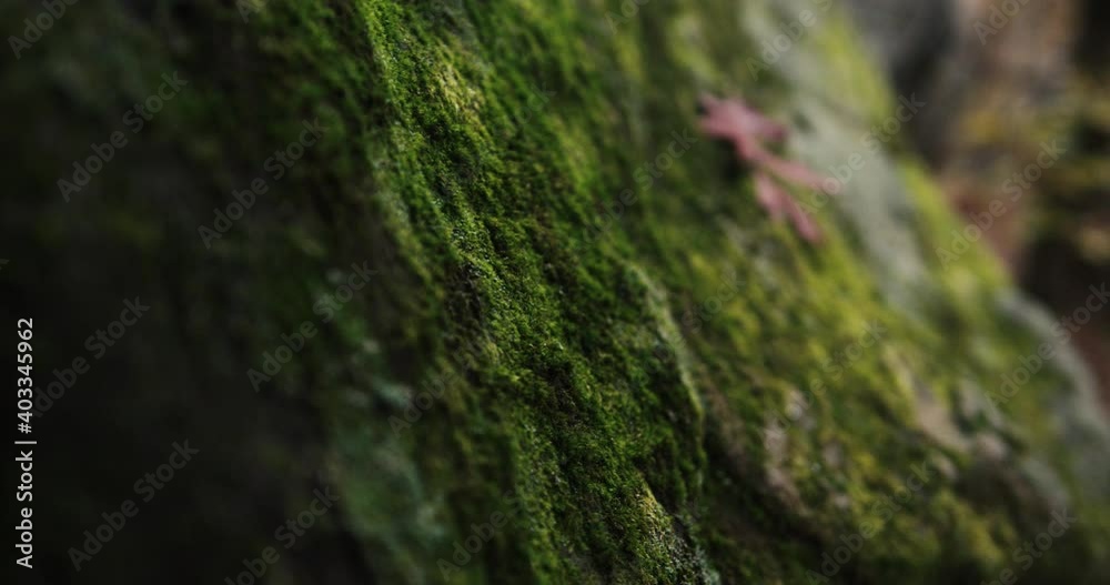 Slow-motion close up of moss growing on rock Slow-motion close up of moss growing on rock